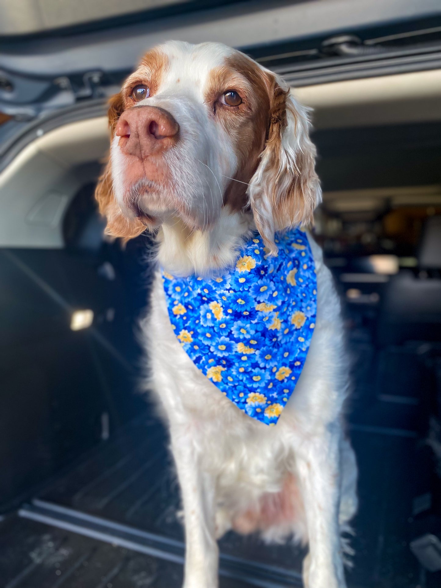 Spring Boys Dog Bandanas