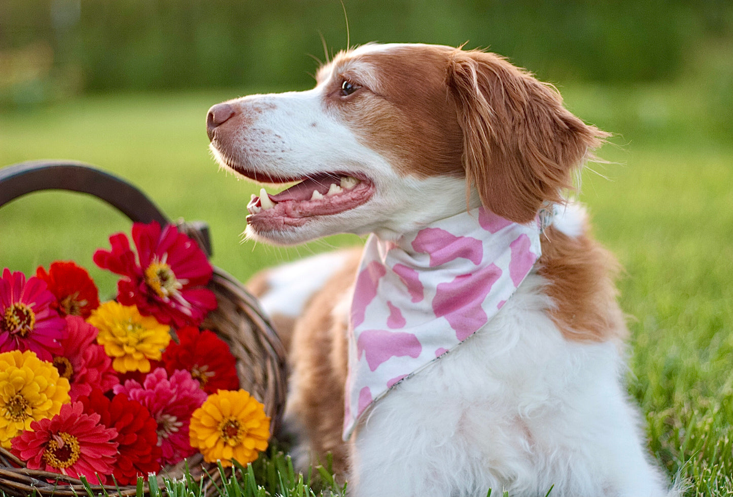 Western Dog Bandanas