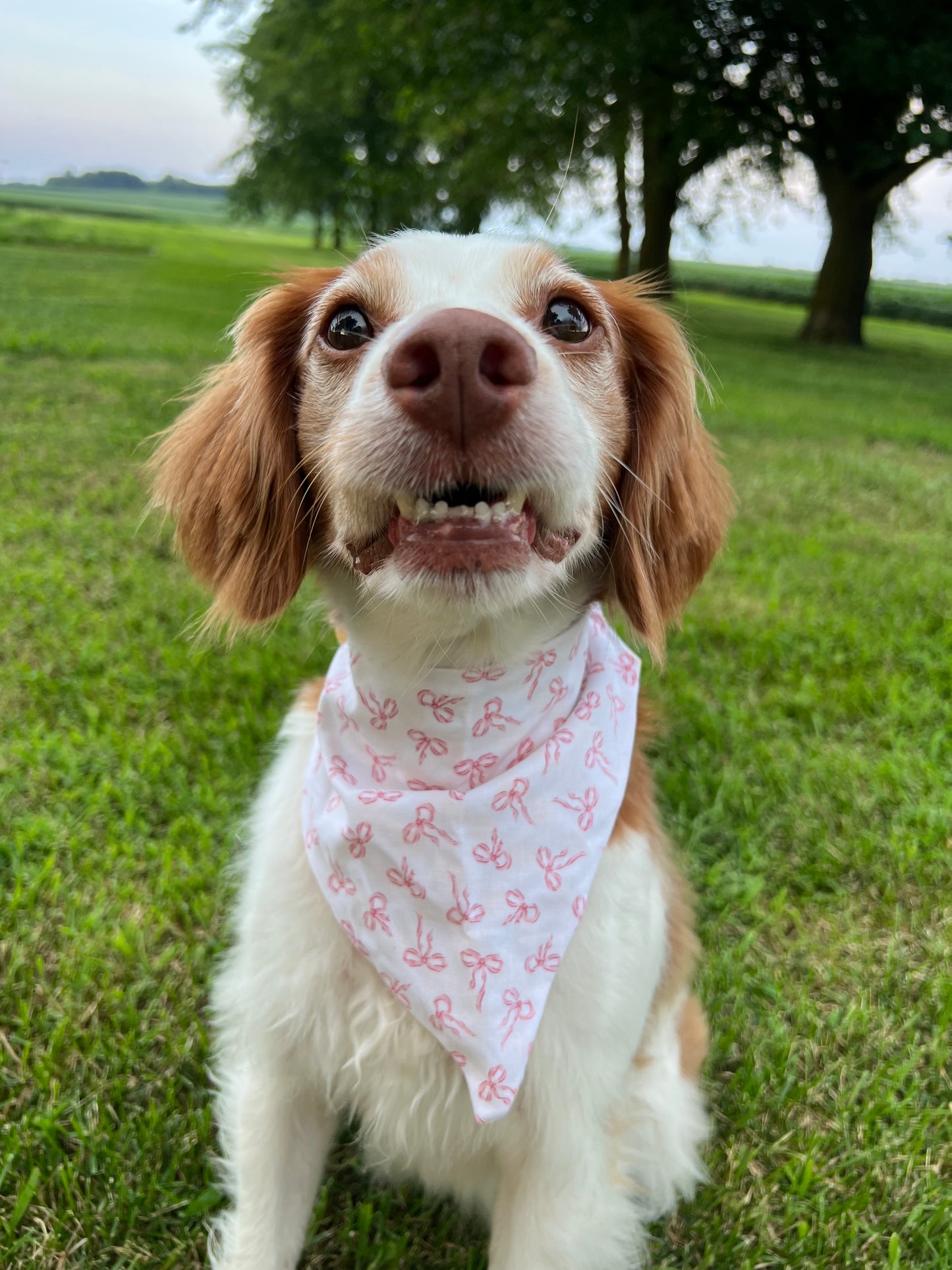 Girly Pop Dog Bandanas