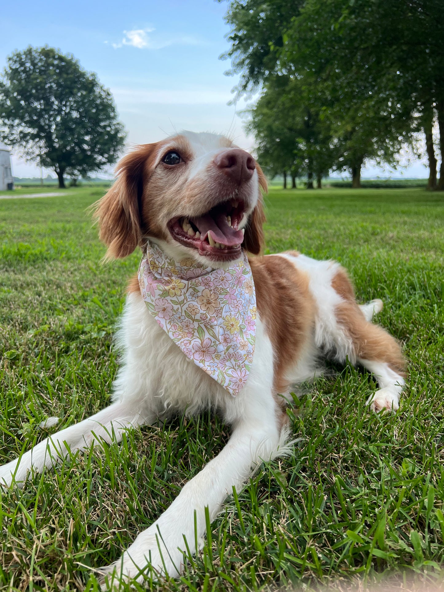 Girly Pop Dog Bandanas