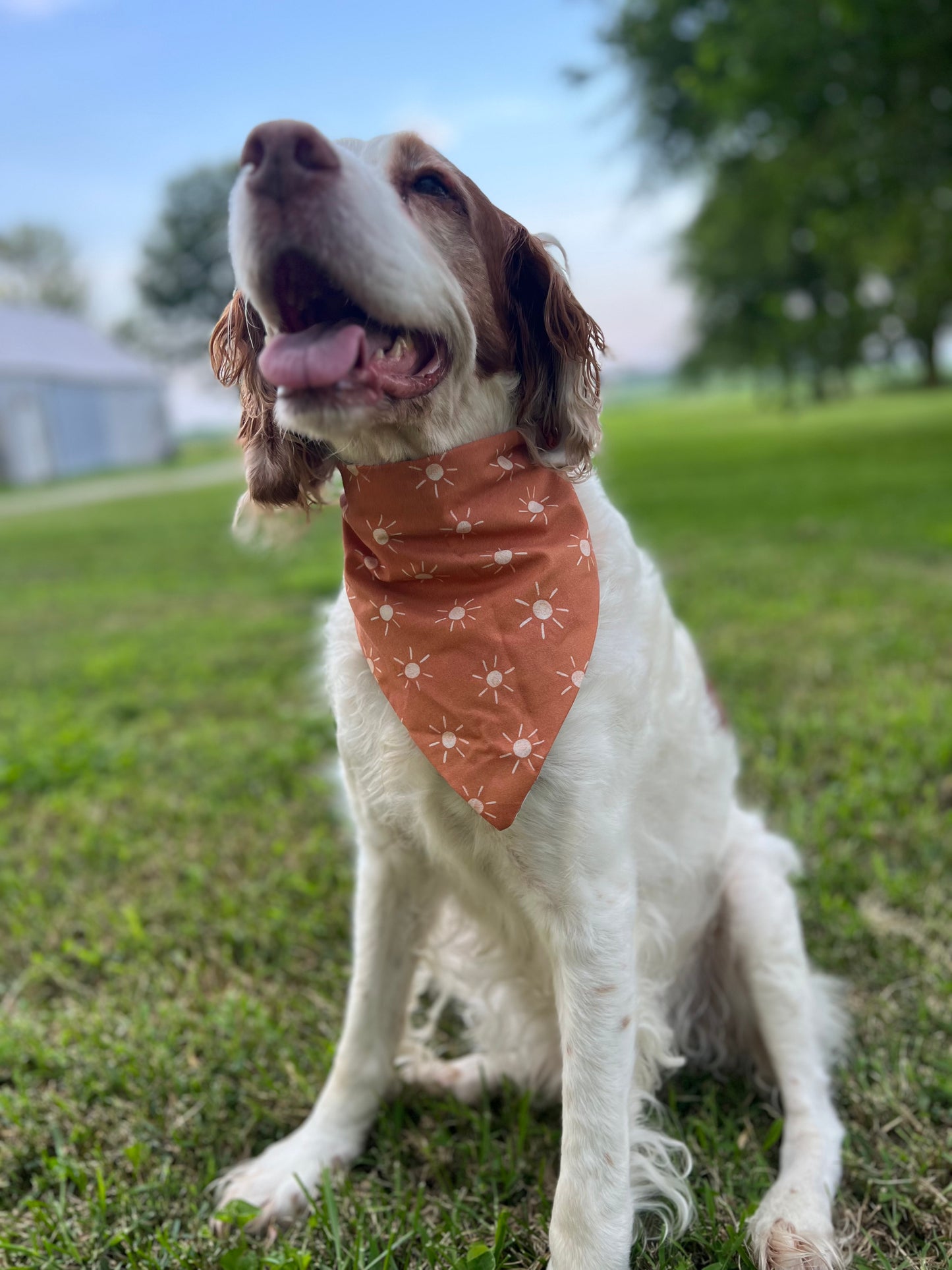 Outdoorsy Dog Bandanas