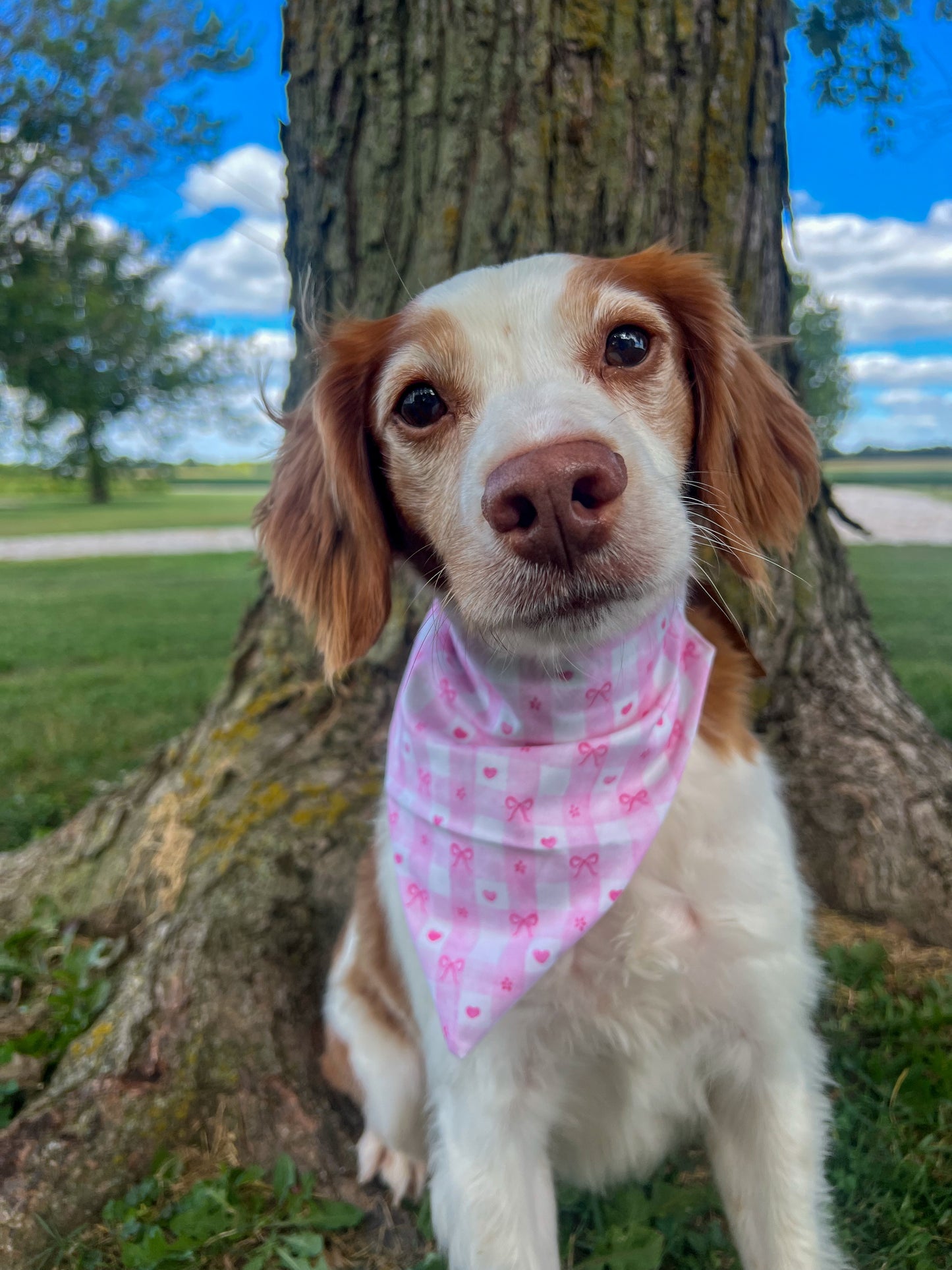 Girly Pop Dog Bandanas