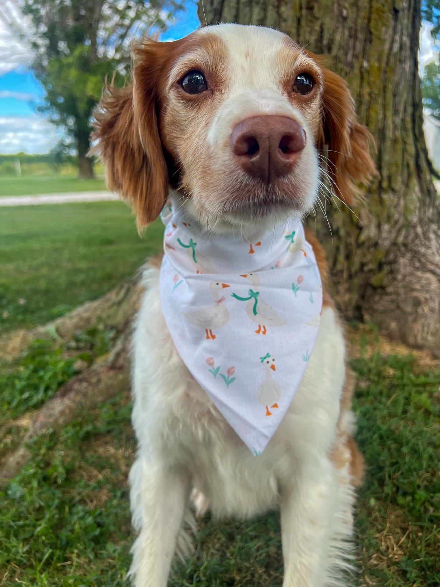 Girly Pop Dog Bandanas