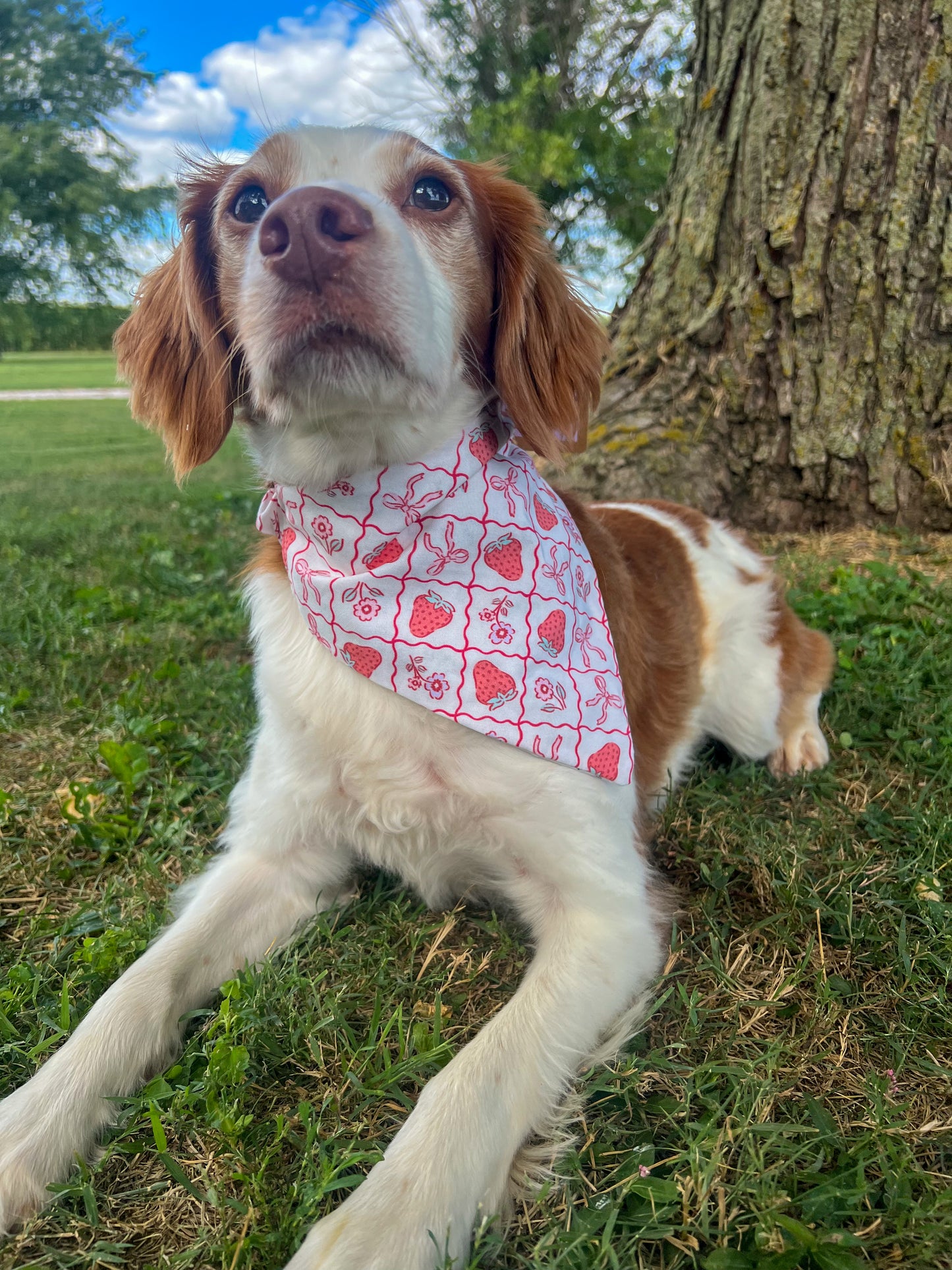 Girly Pop Dog Bandanas