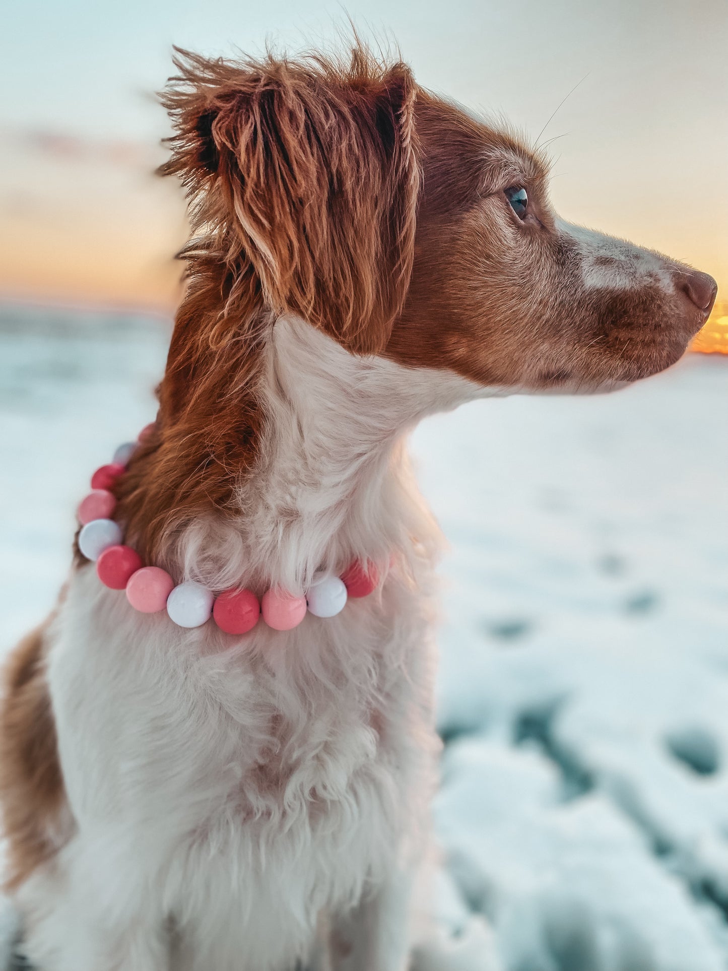 Medium Beaded Dog Collar