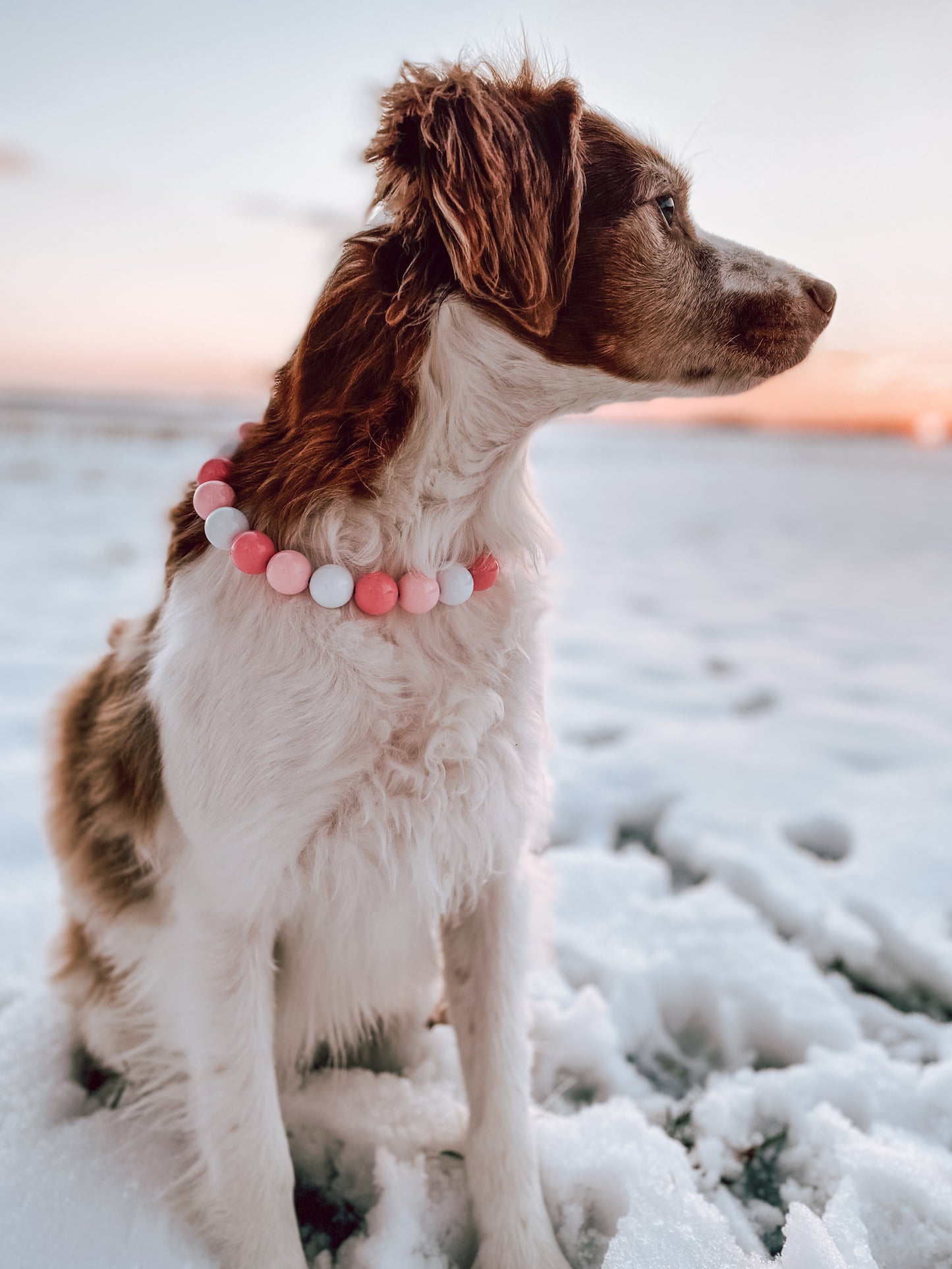 Medium Beaded Dog Collar