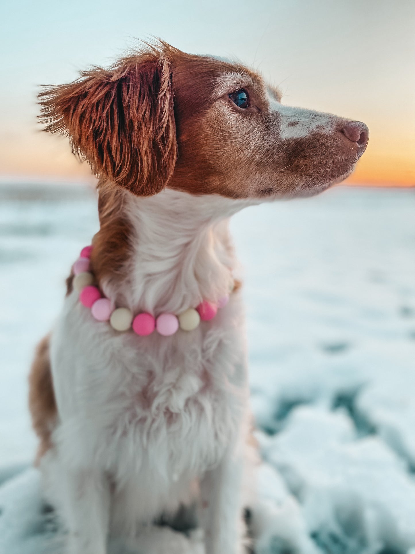 Medium Beaded Dog Collar