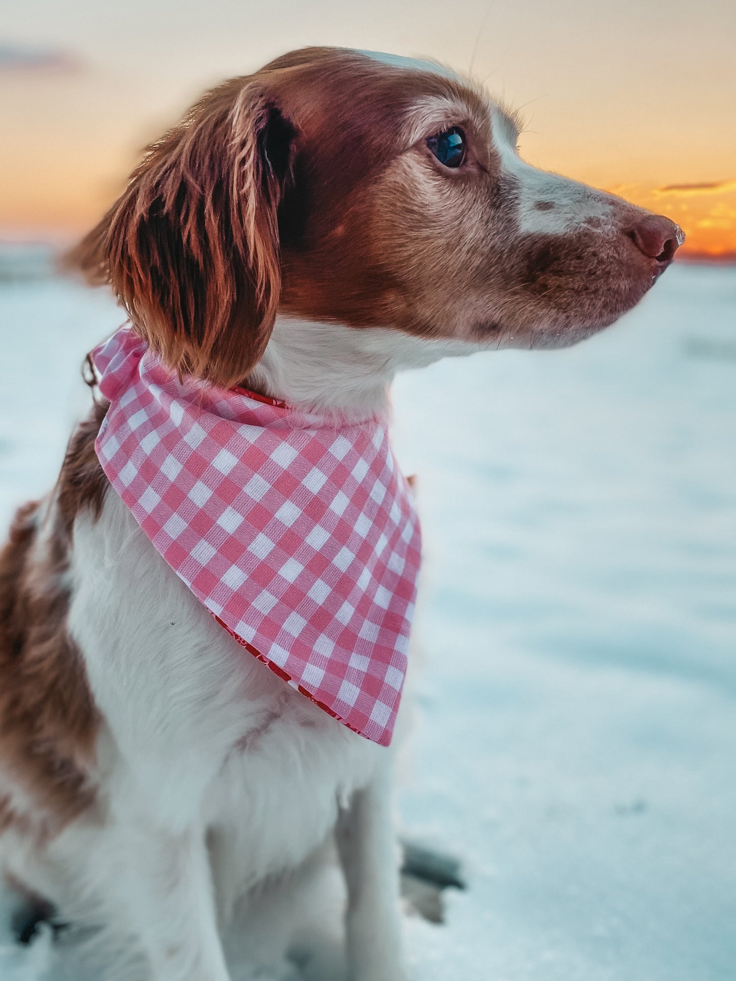 Pink Girly Dog Bandanas