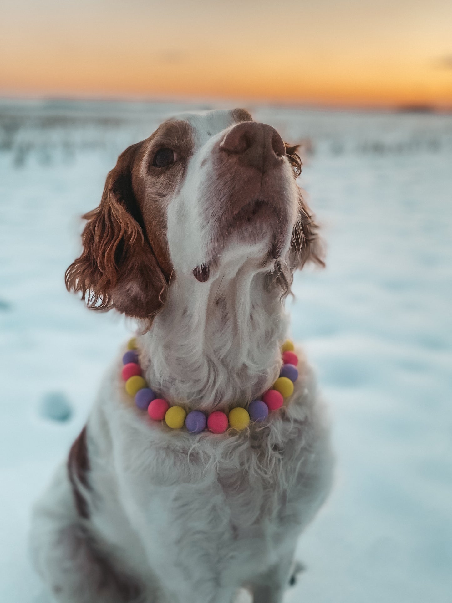 Large Beaded Dog Collar