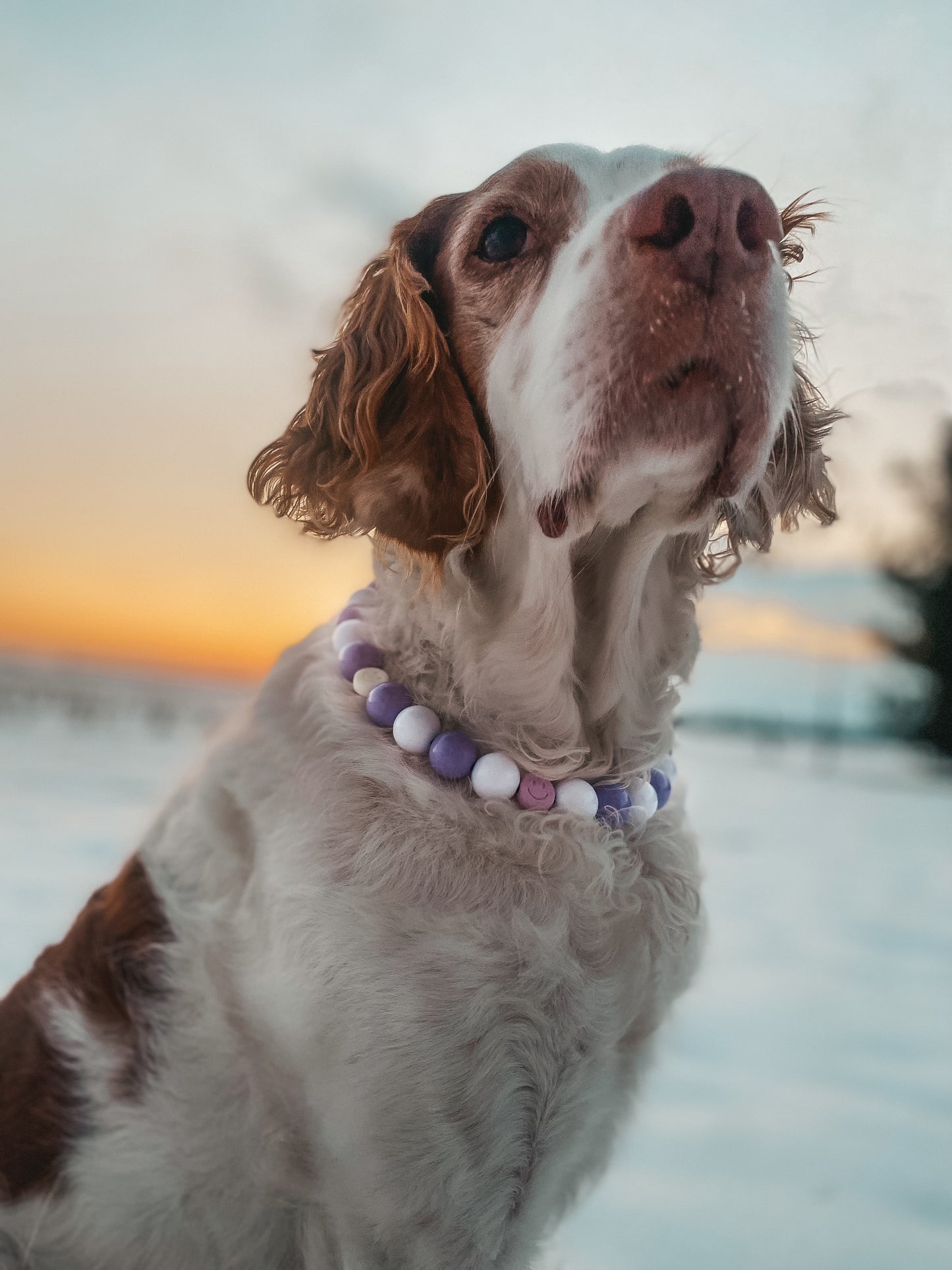Large Beaded Dog Collar
