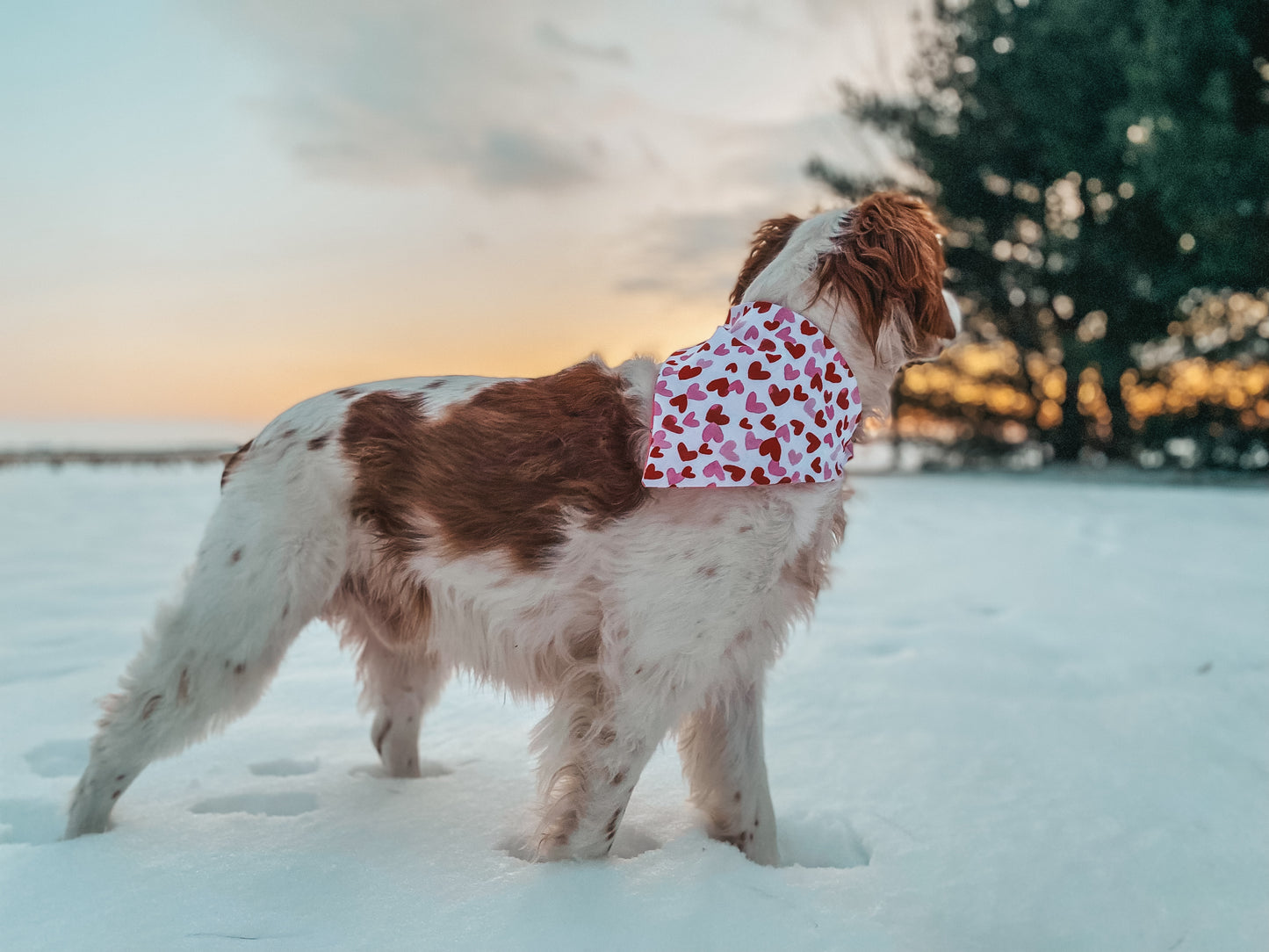 Valentines Day Bandana 2
