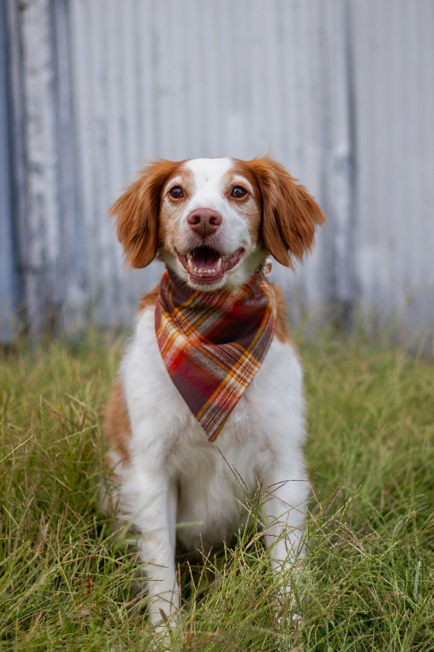 Fall Bandanas