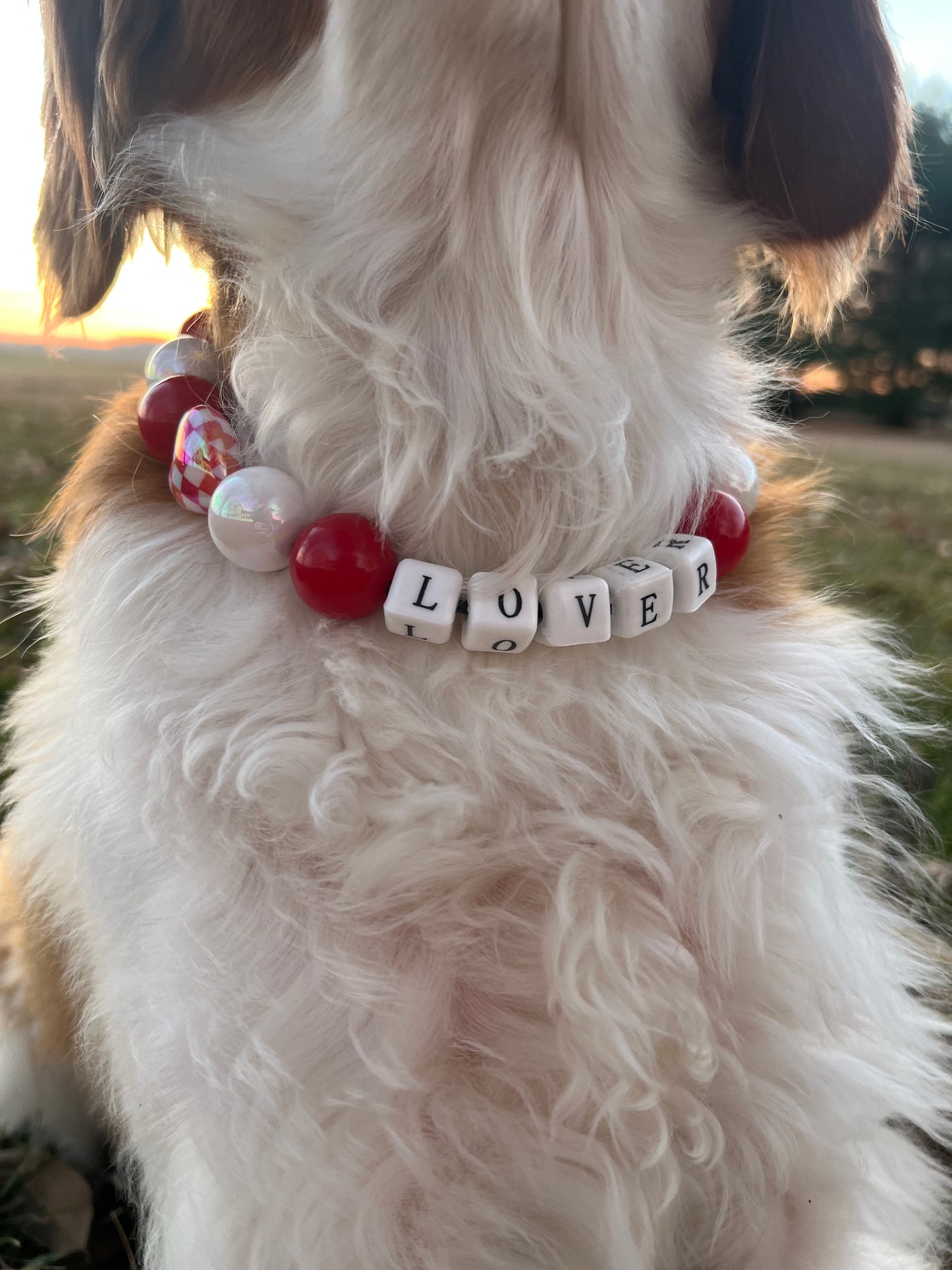 Custom Collar Previously Discussed with Owner