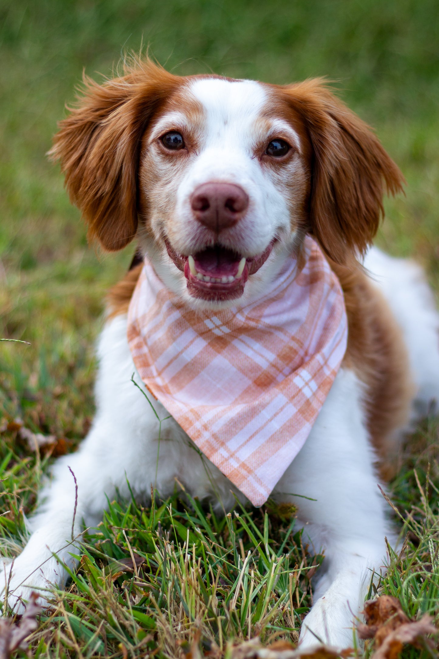 Fall Bandanas