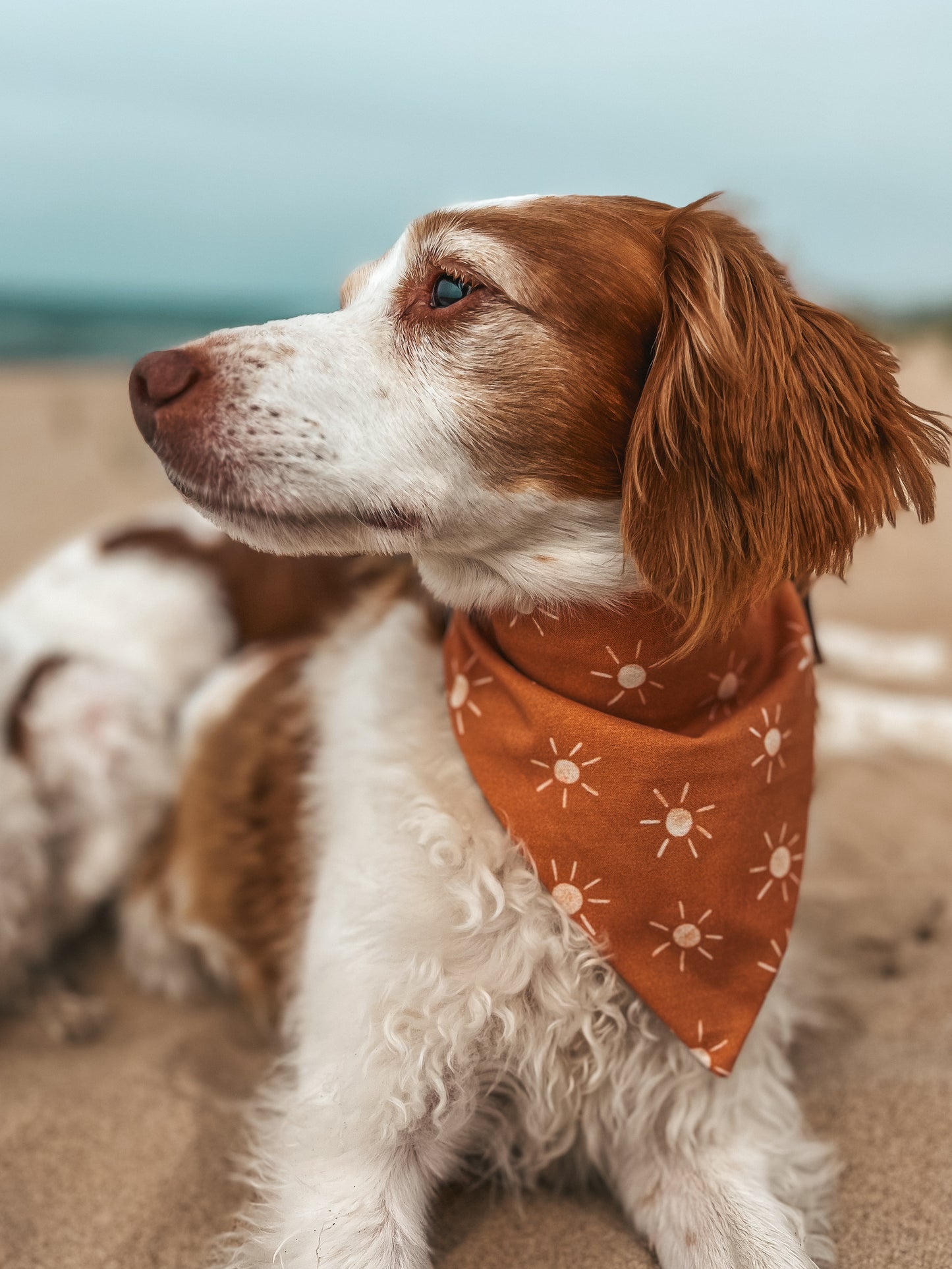 Coastal Reversible Bandana