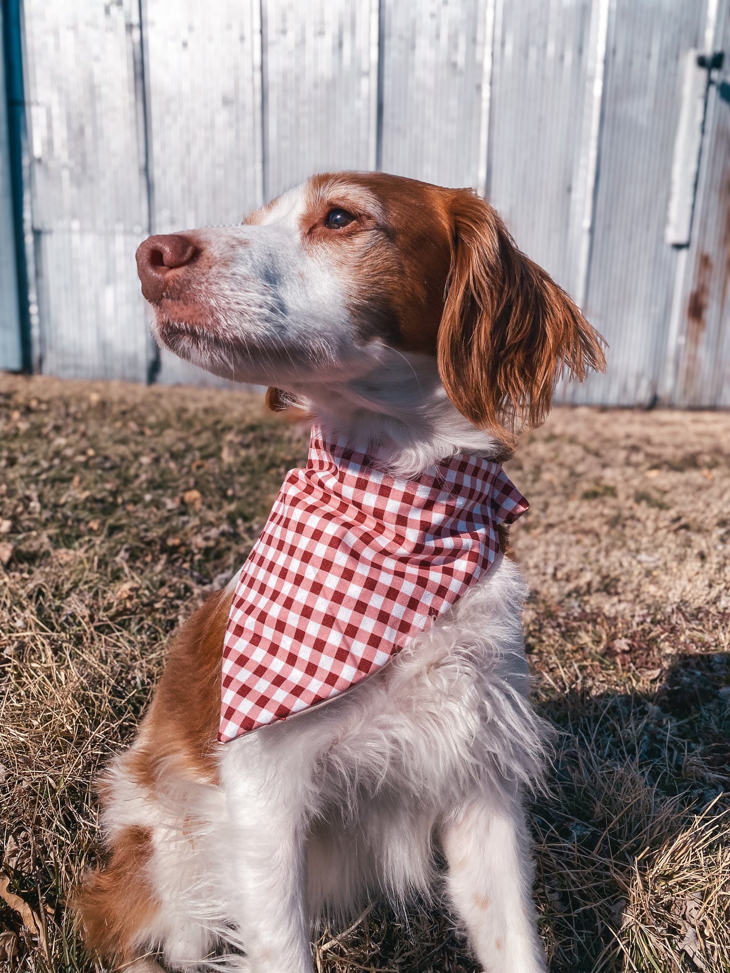 Spring Dog Bandanas