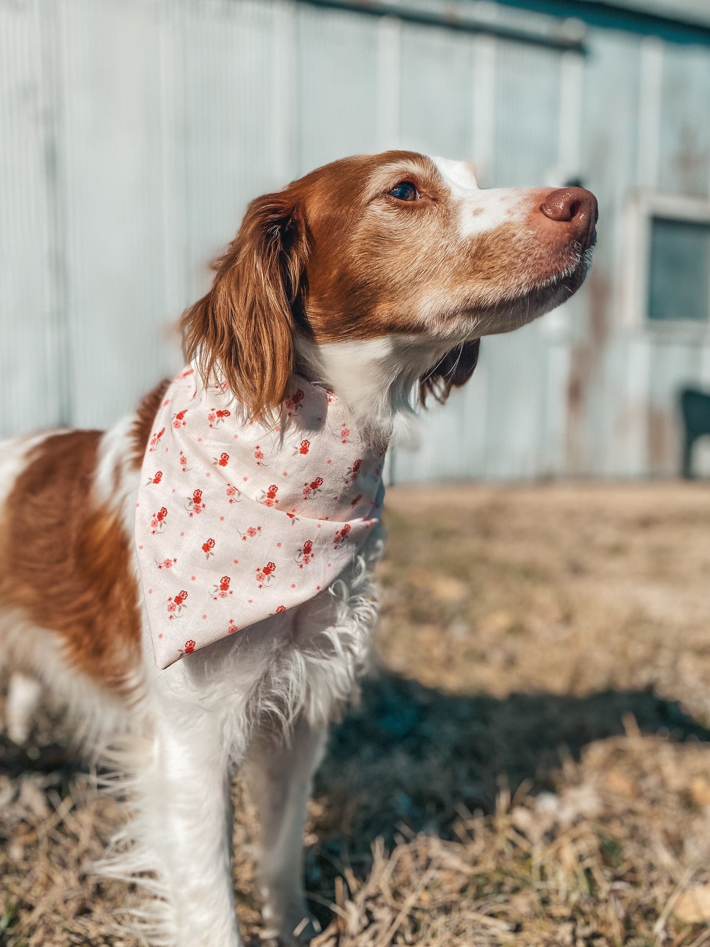 Spring Dog Bandanas