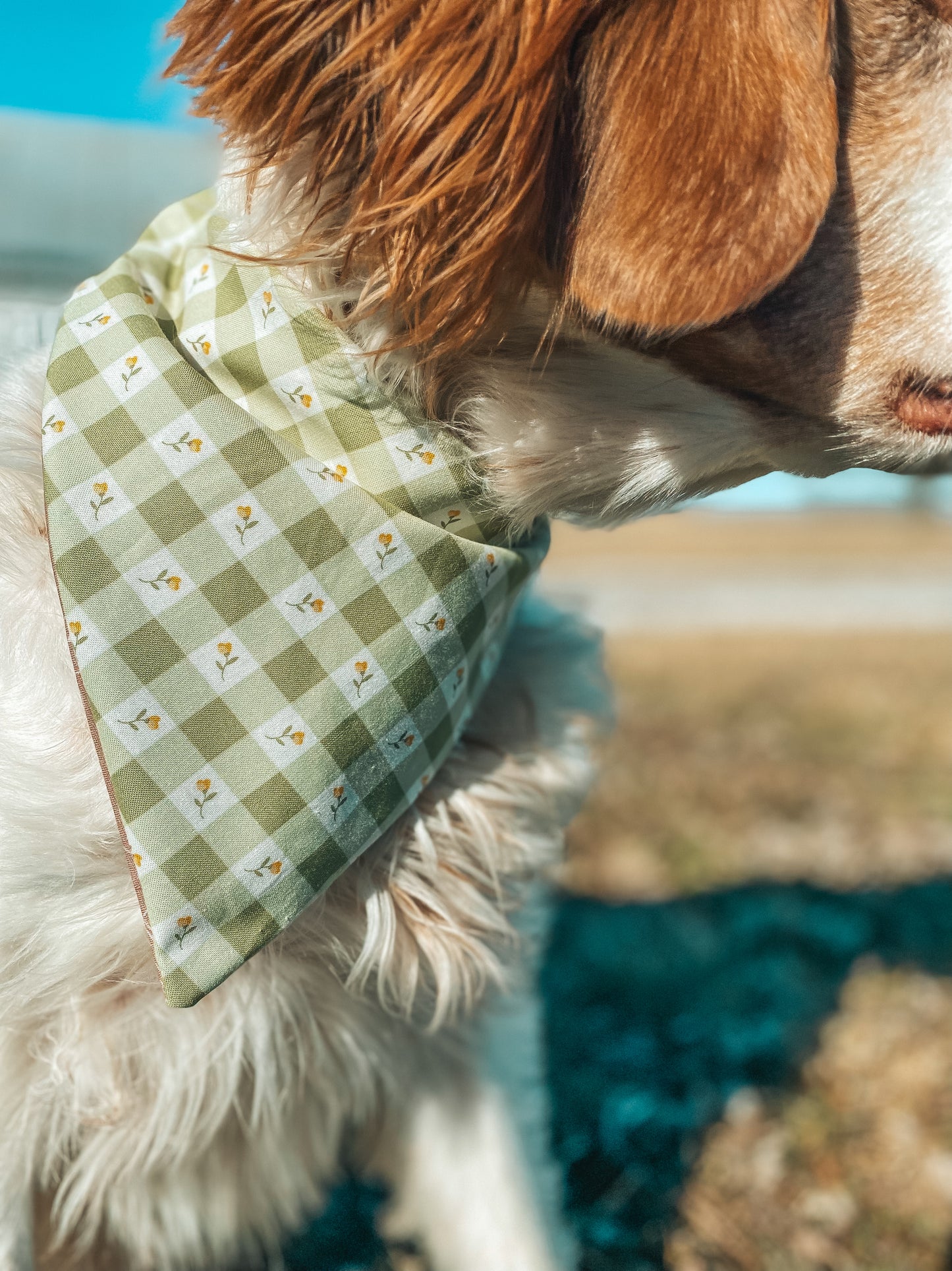 Spring Dog Bandanas