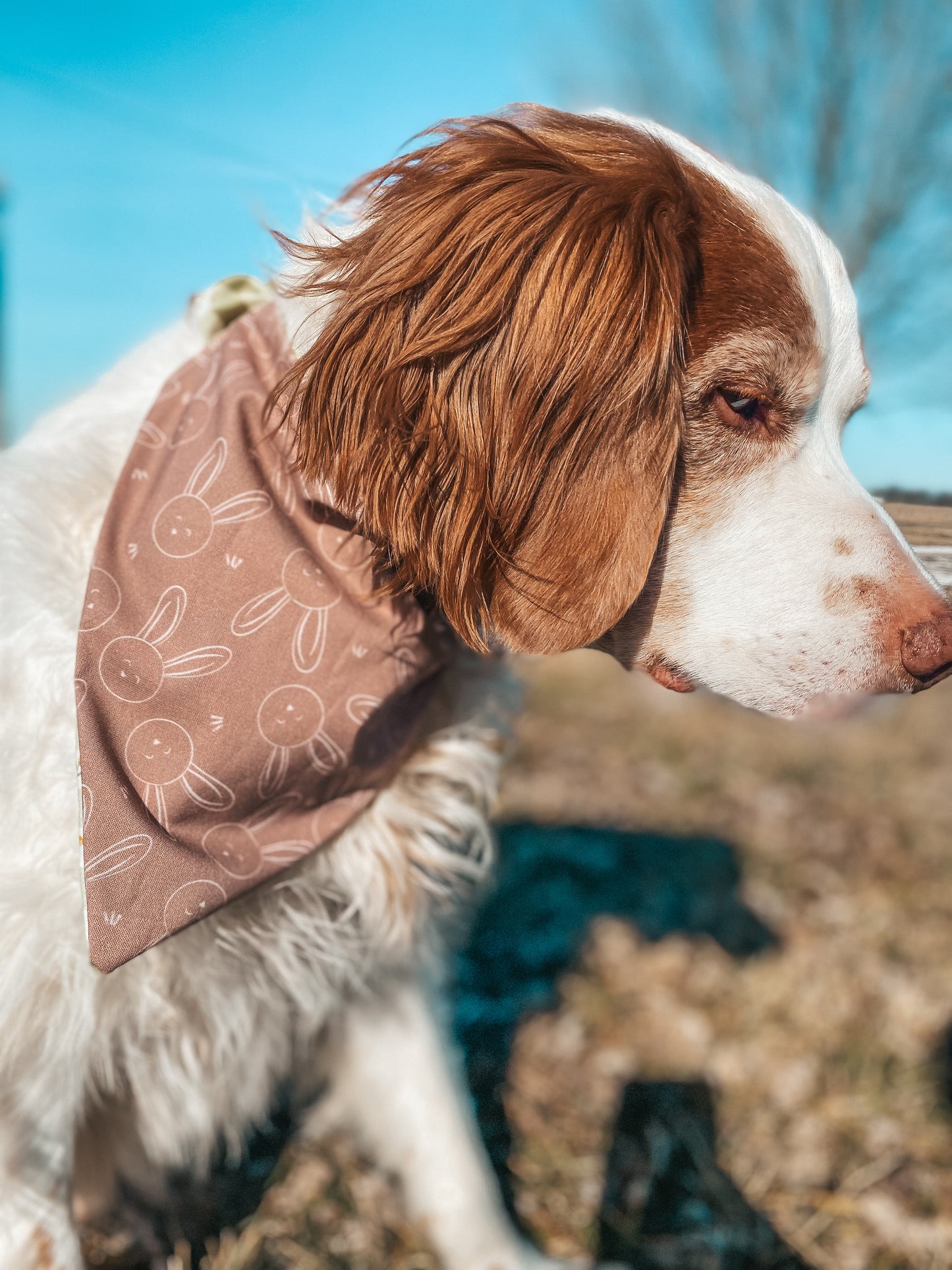 Spring Dog Bandanas