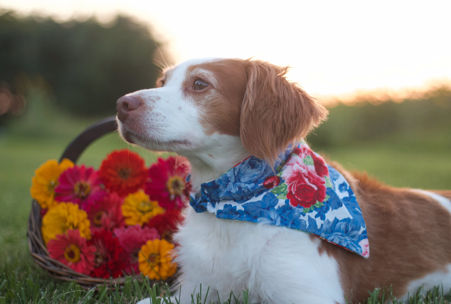 Pioneer Dog Bandanas