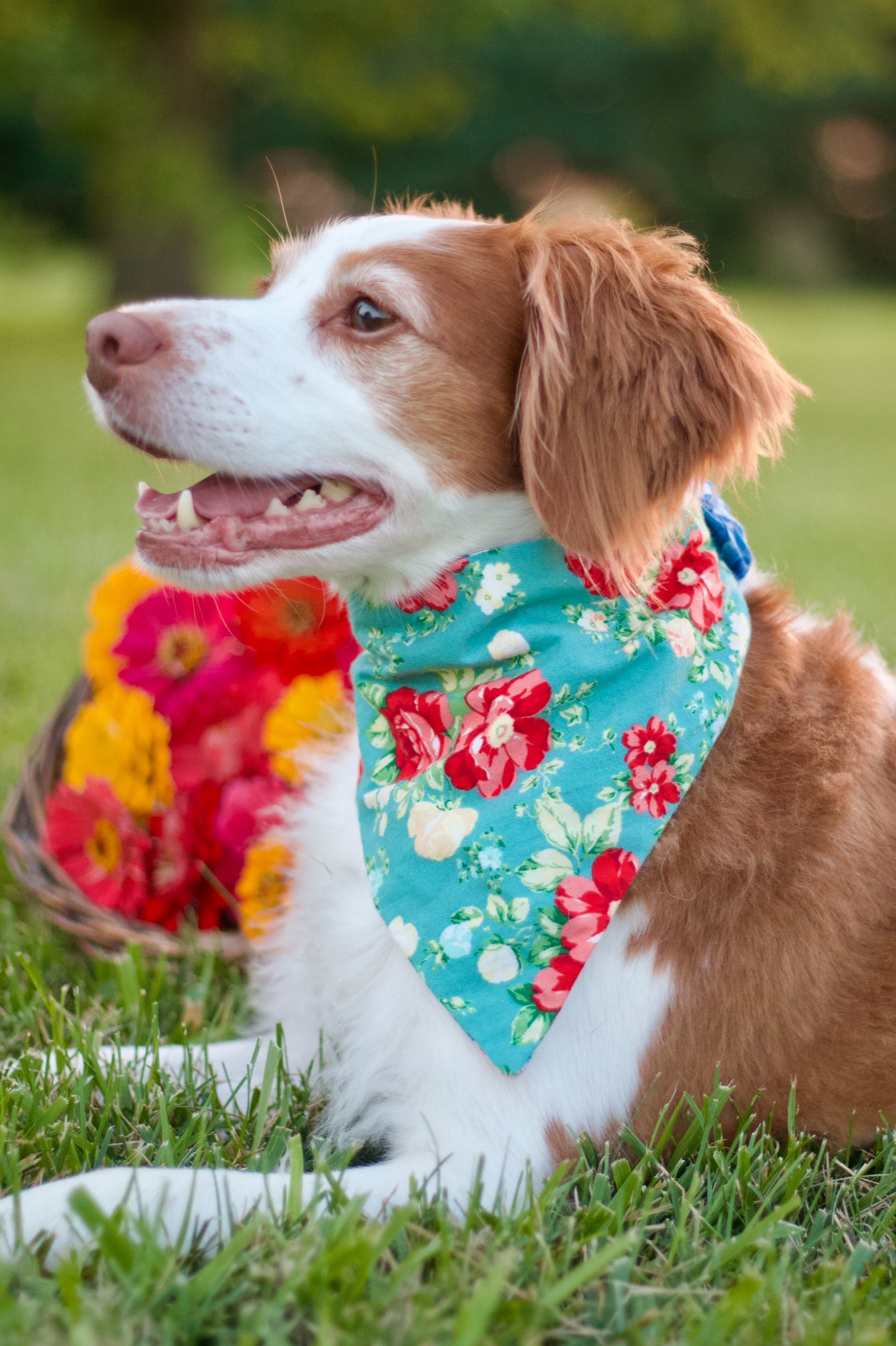 Pioneer Dog Bandanas