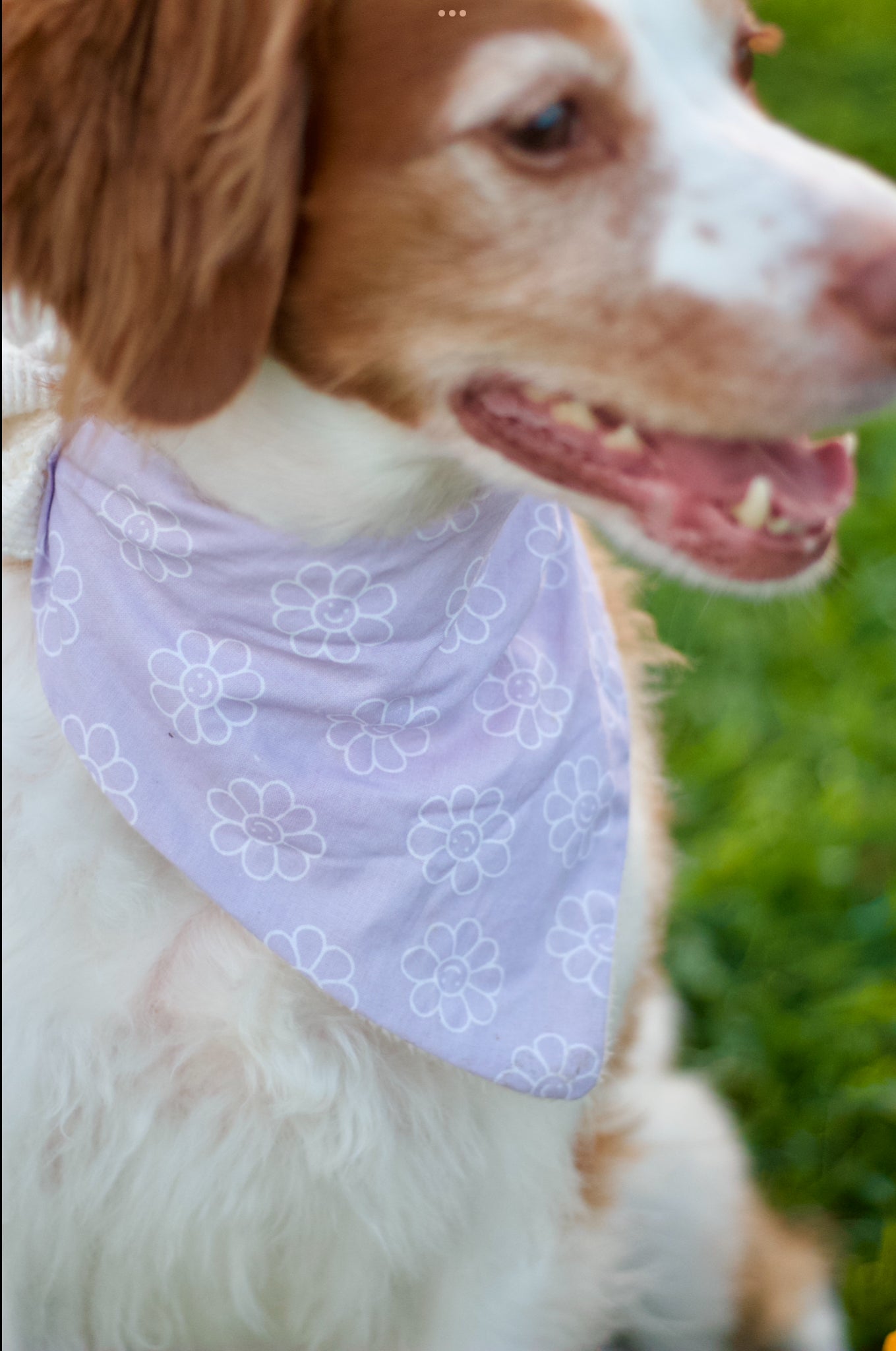 Groovy Dog Bandanas