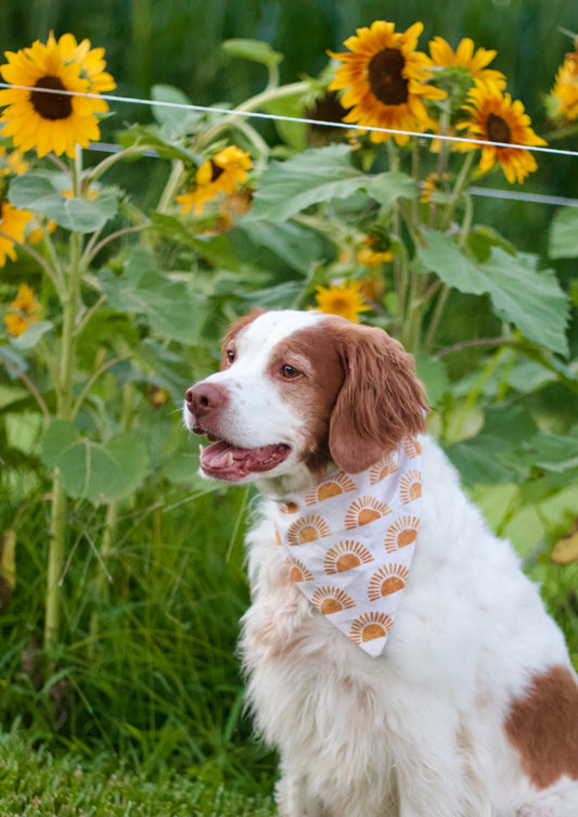 Summer Dog Bandanas