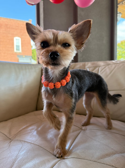 Small Beaded Dog Collar
