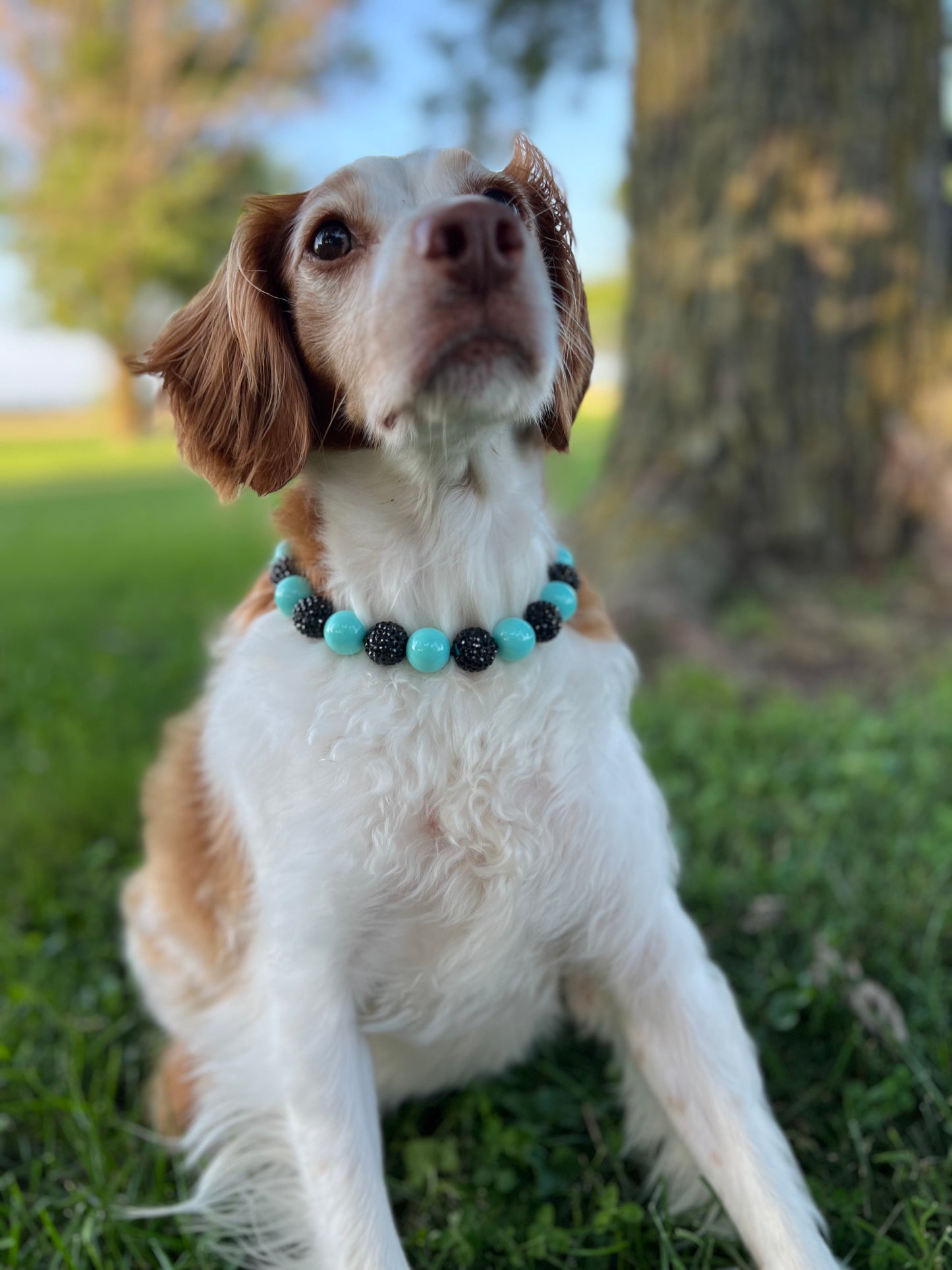 Black Turquoise Beaded Collar