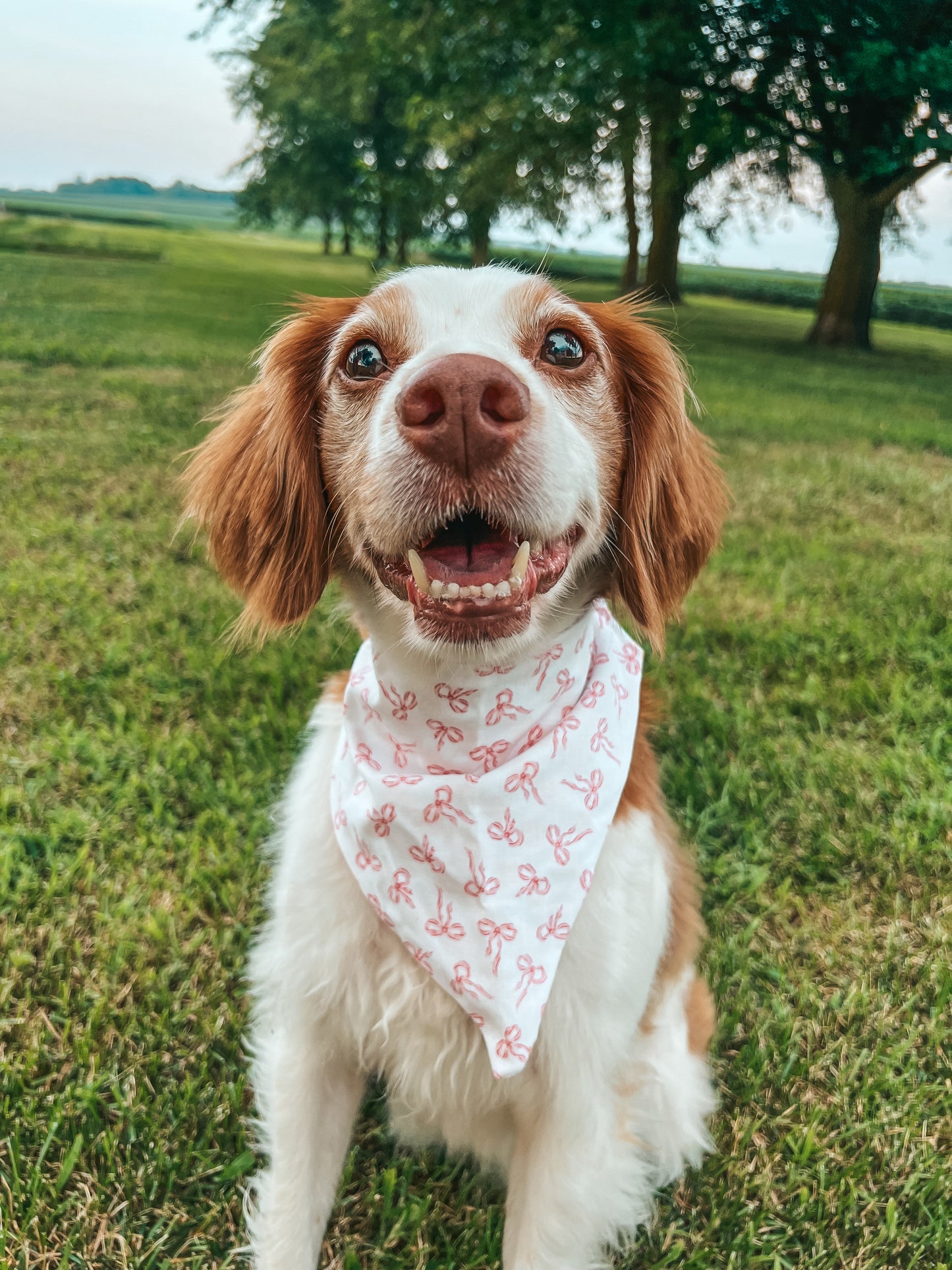 Valentines Dog Bandana 1