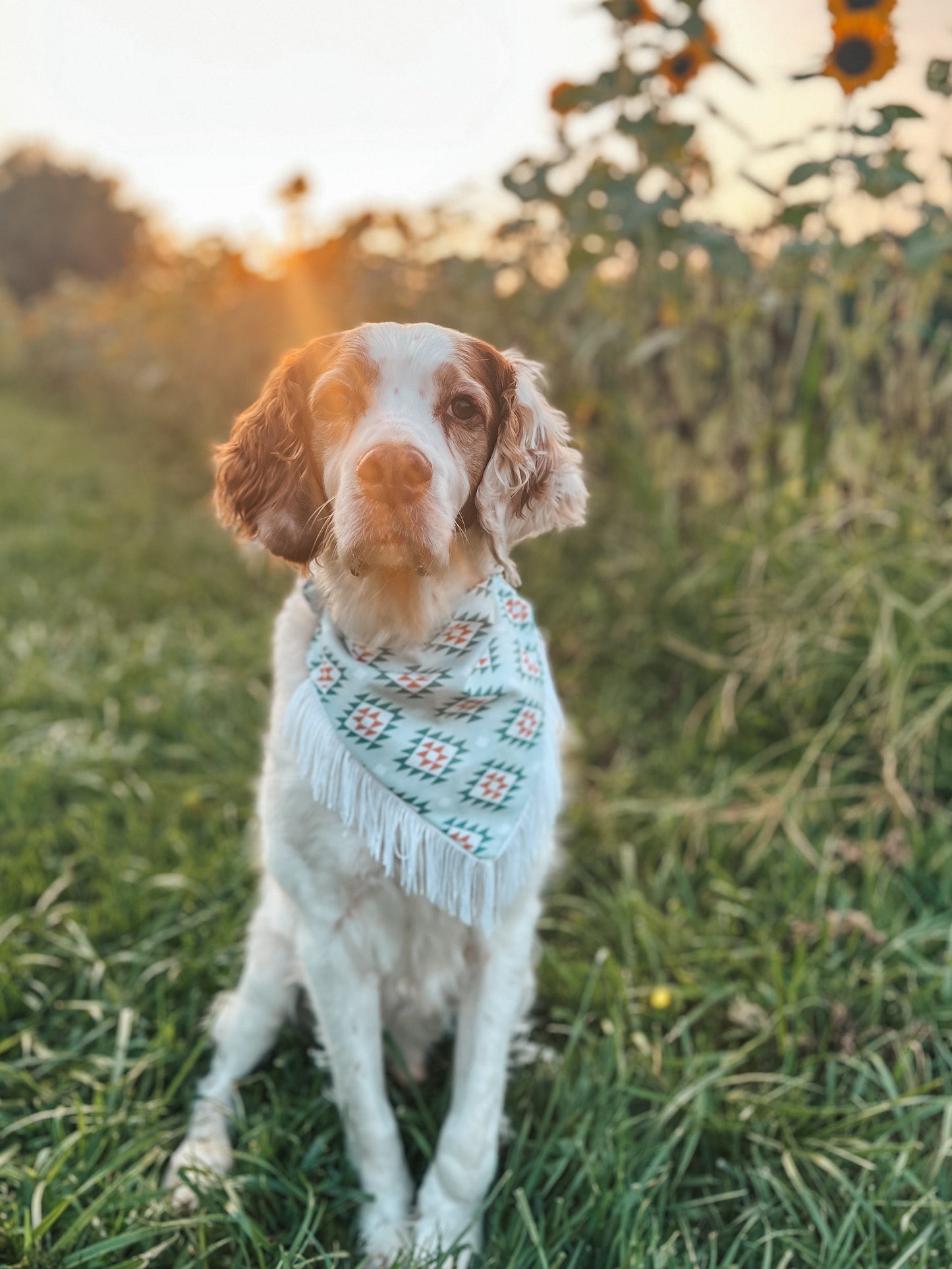 The Cowboy Western Dog Bandana