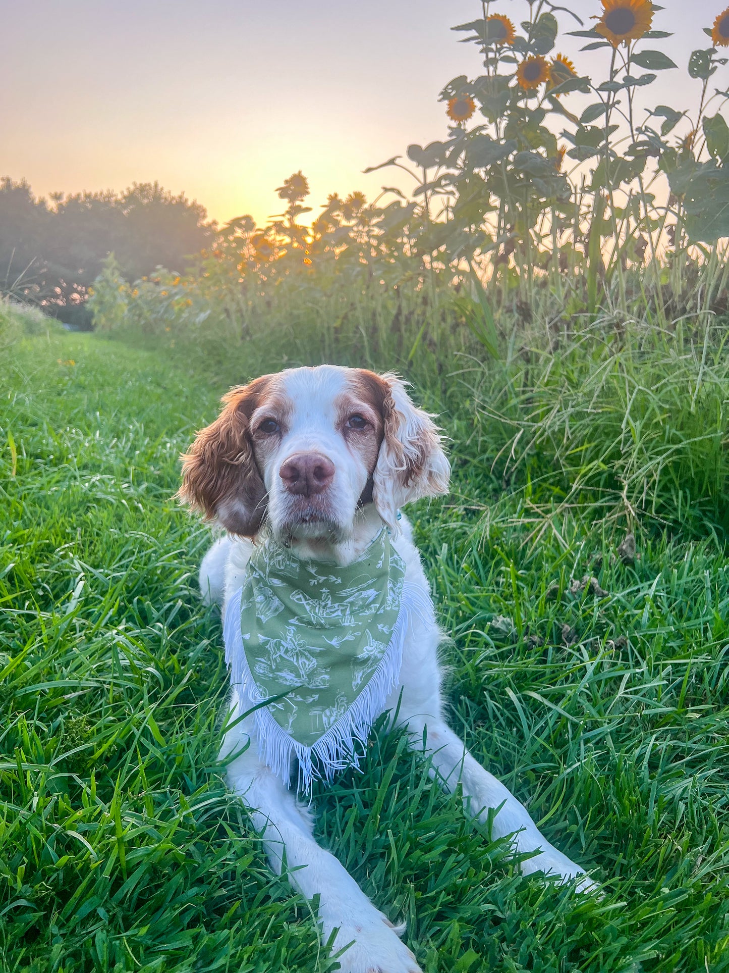 The Cowboy Western Dog Bandana