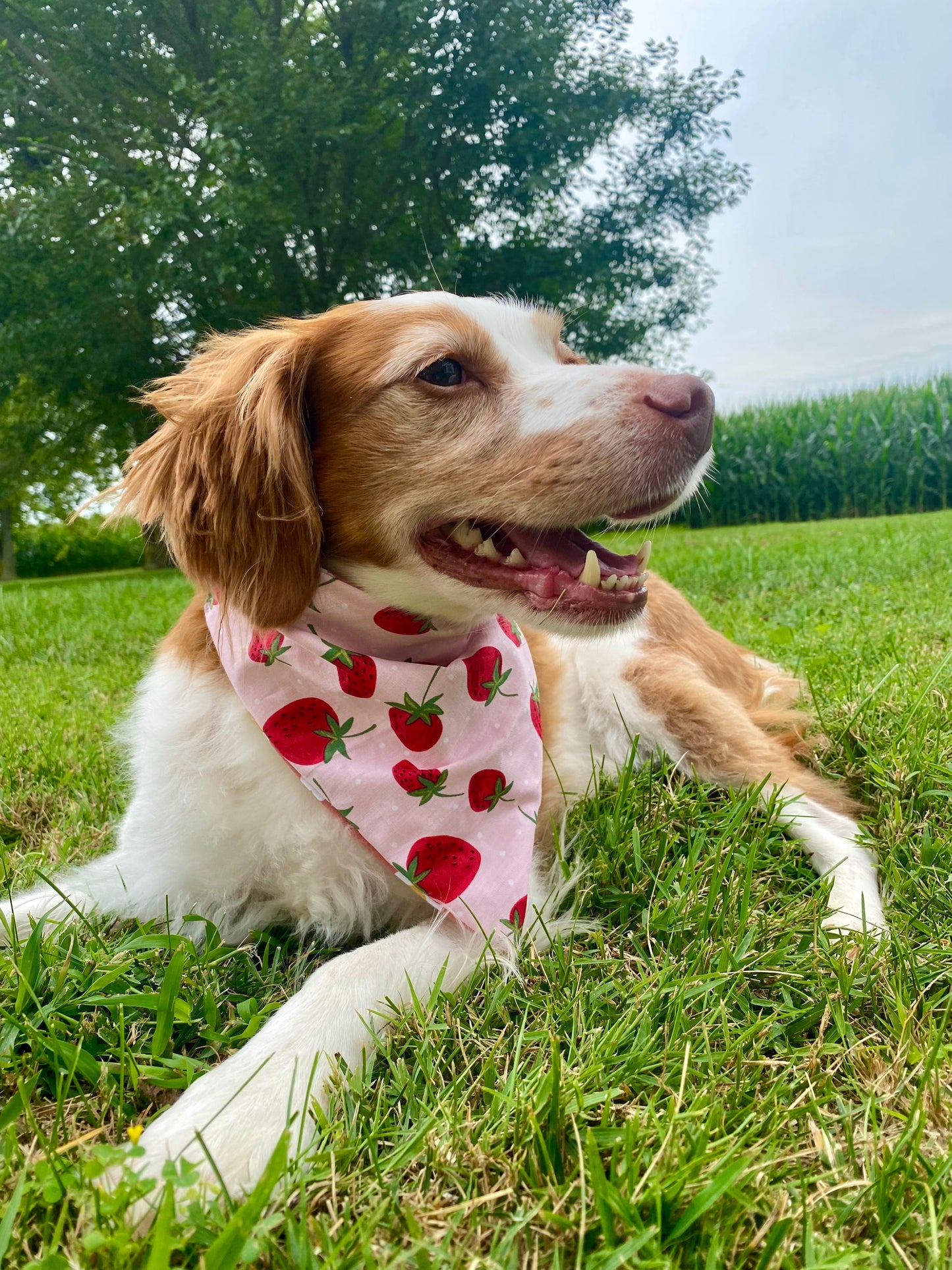 Cutesy Dog Bandanas