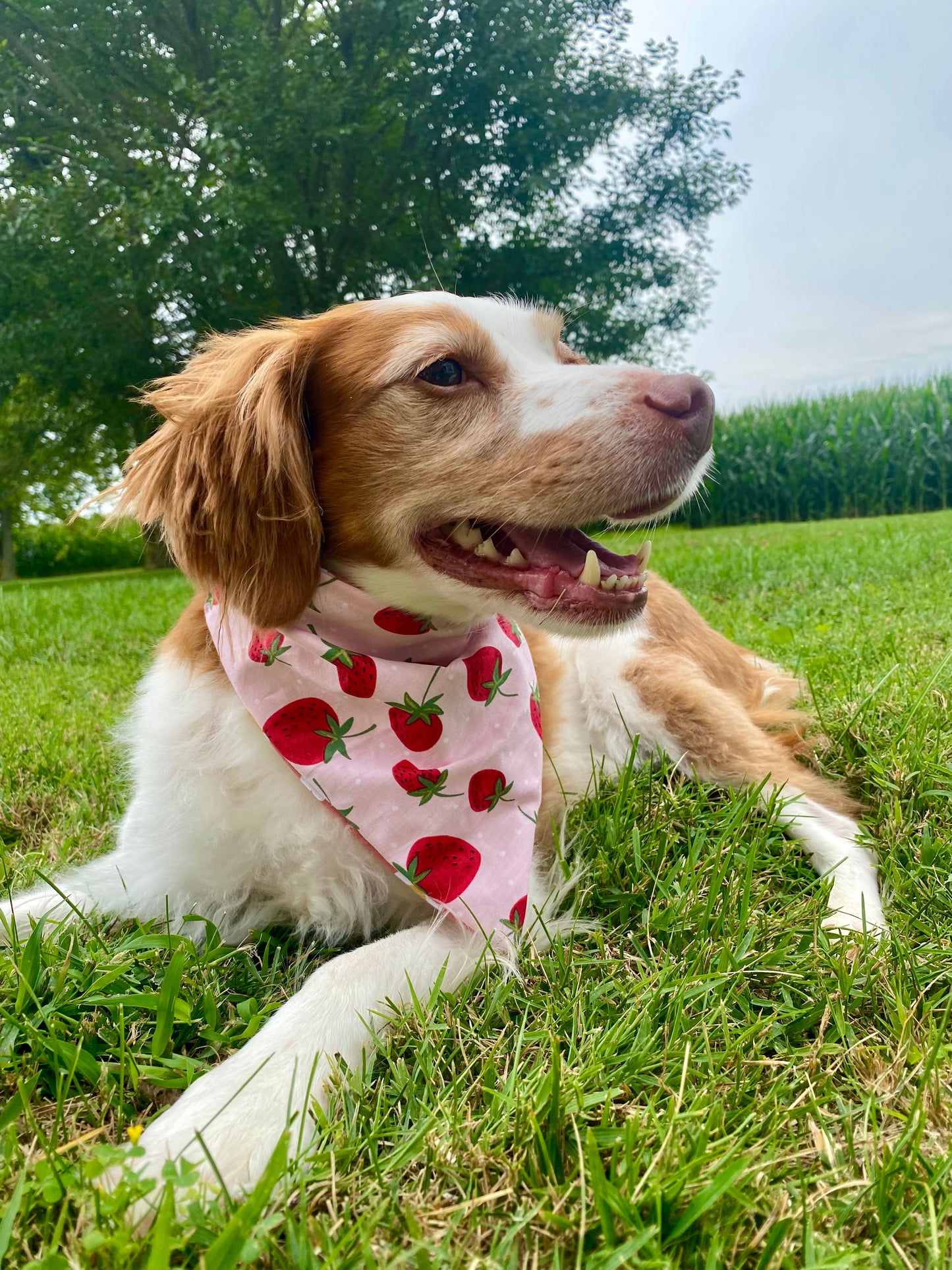 Valentines Dog Bandana 1