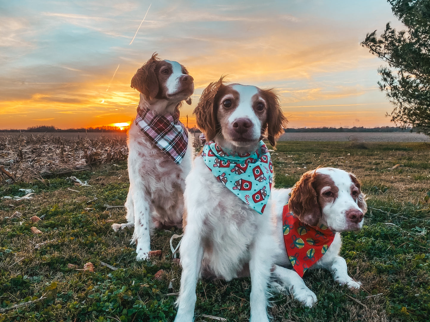 Cutesy Christmas Dog Bandanas