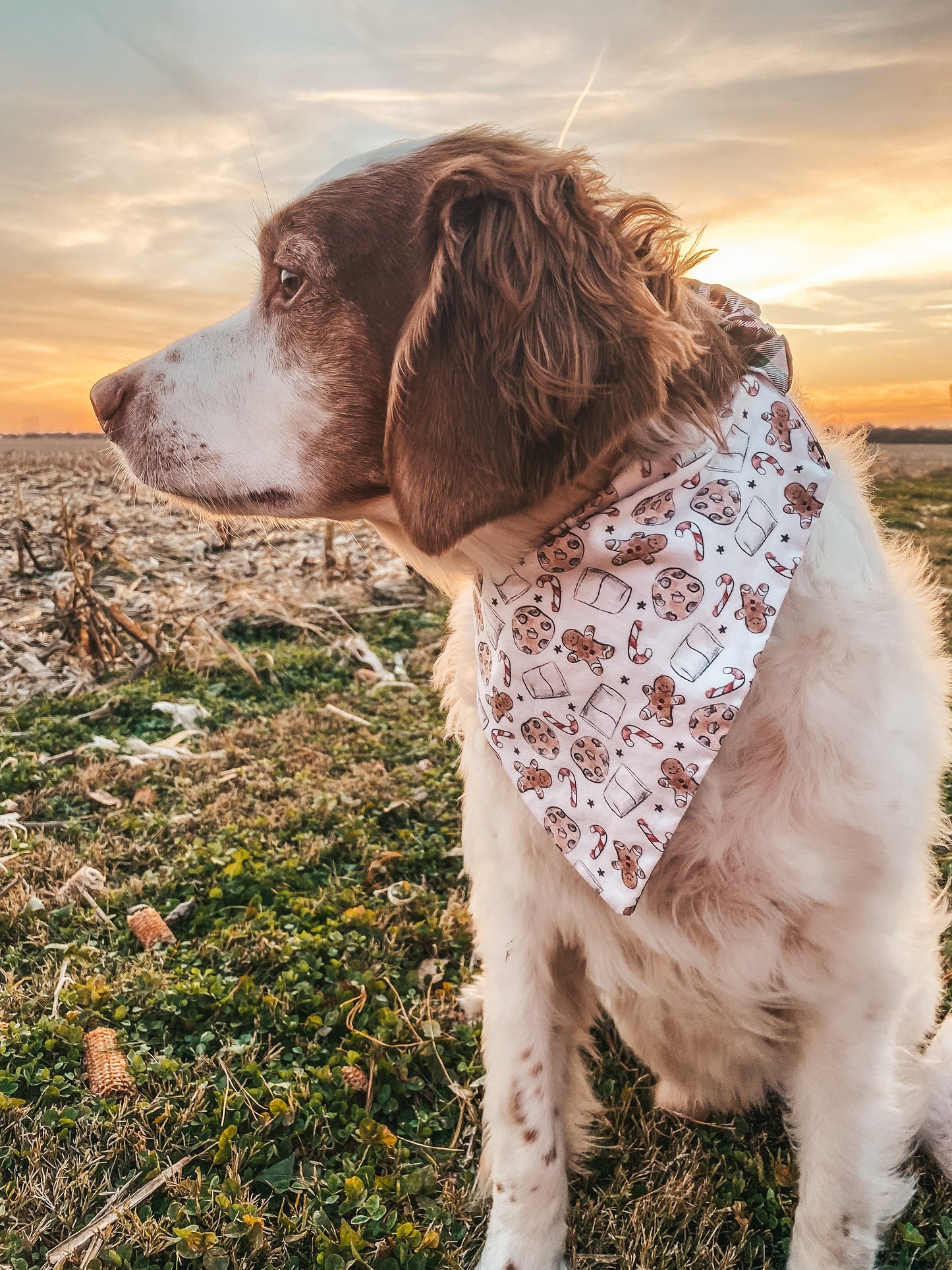 Cutesy Christmas Dog Bandanas