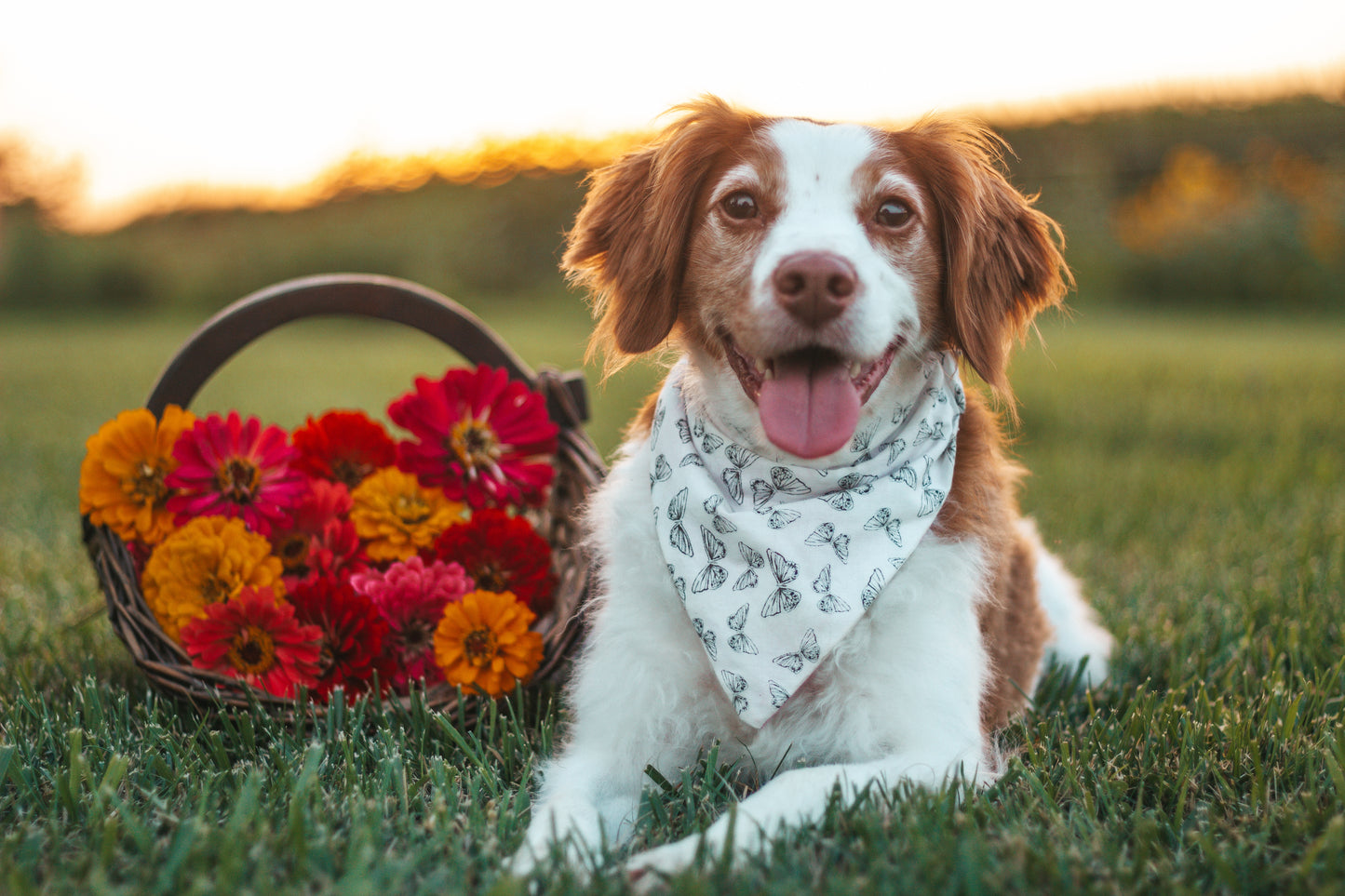 Cutesy Dog Bandanas