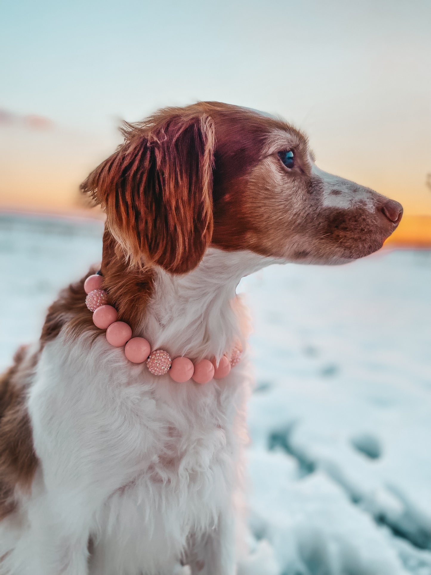 Medium Beaded Dog Collar
