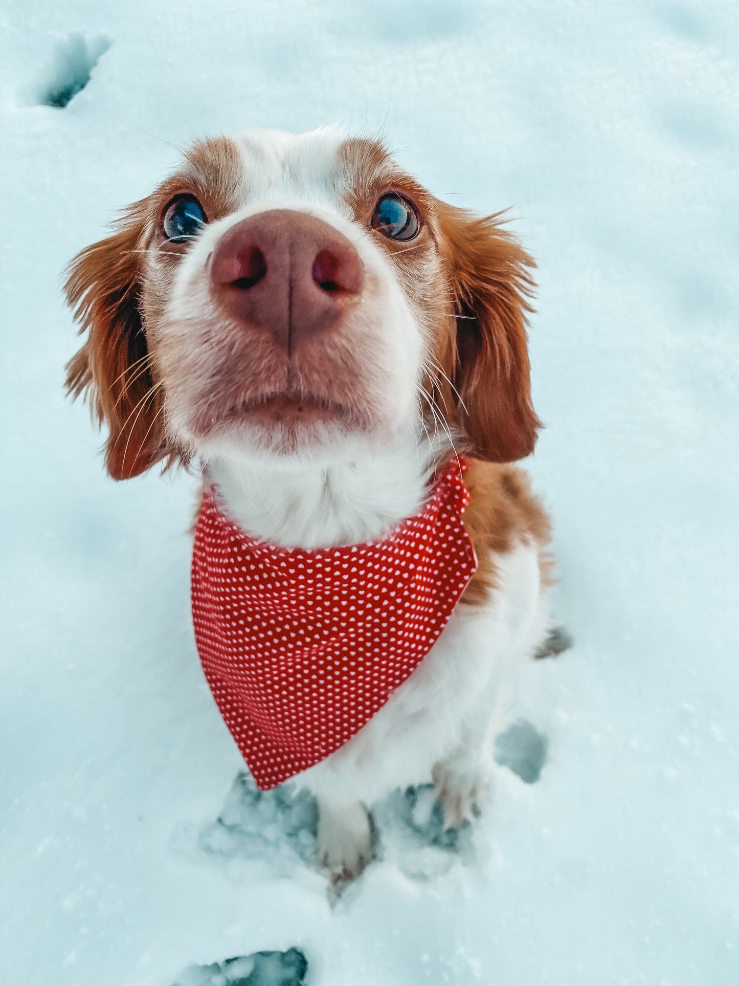 Valentines Dog Bandana 1