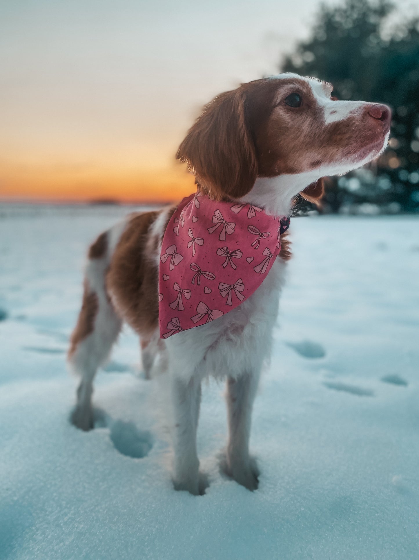 Valentines Dog Bandana 1