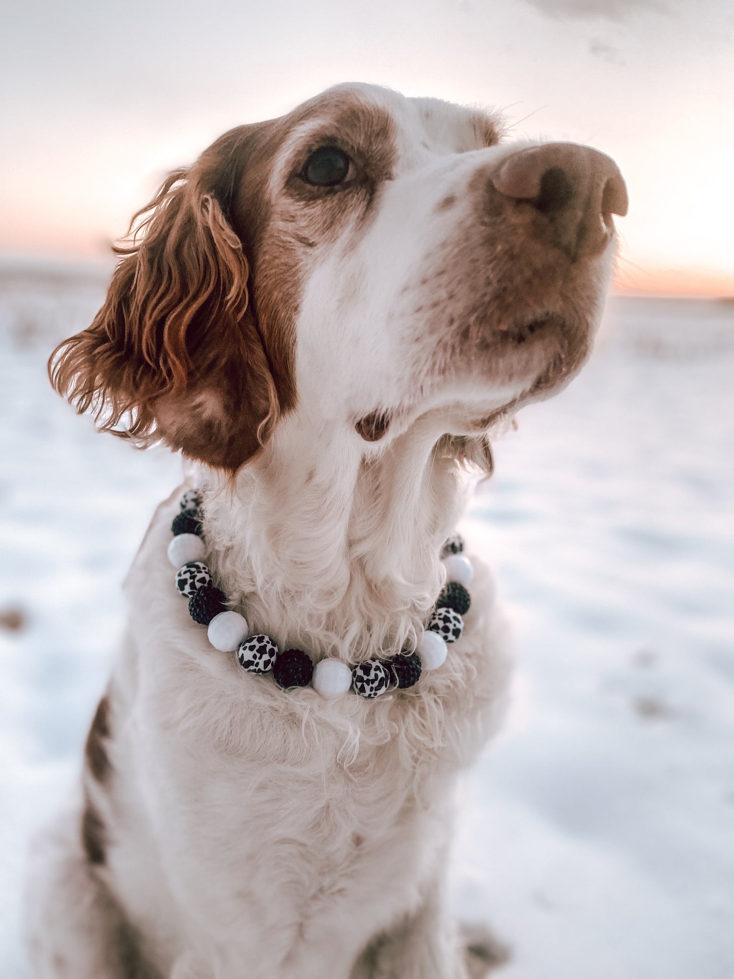 Large Beaded Dog Collar