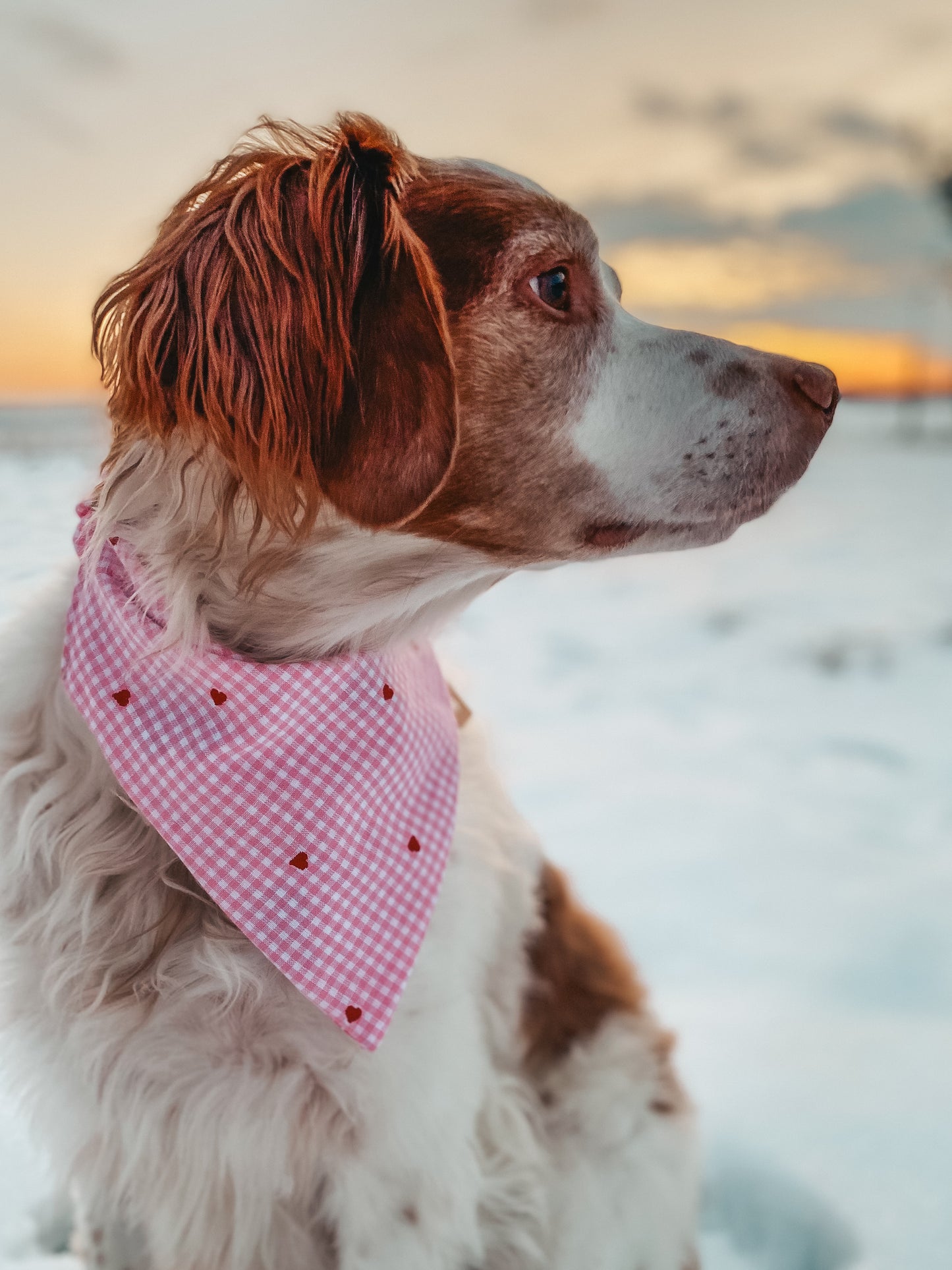 Valentines Dog Bandana 1