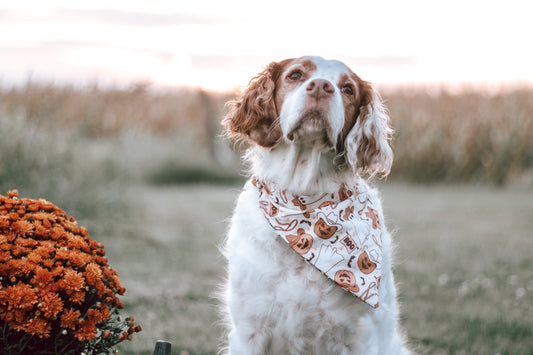 Fall/Halloween Dog Bandanas