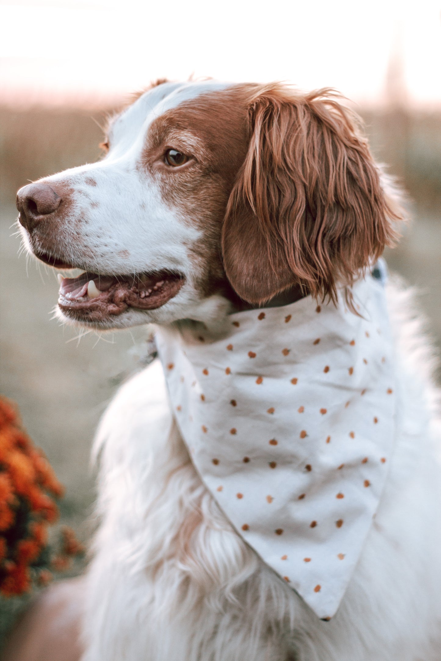 Fall Dog Bandanas