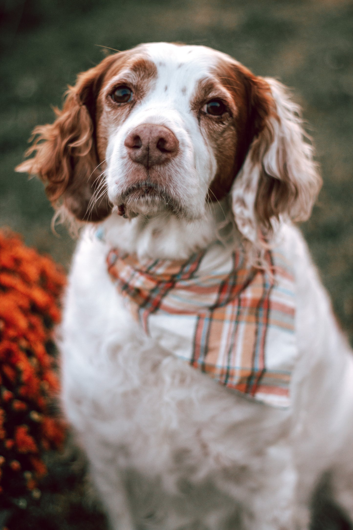 Fall Dog Bandanas