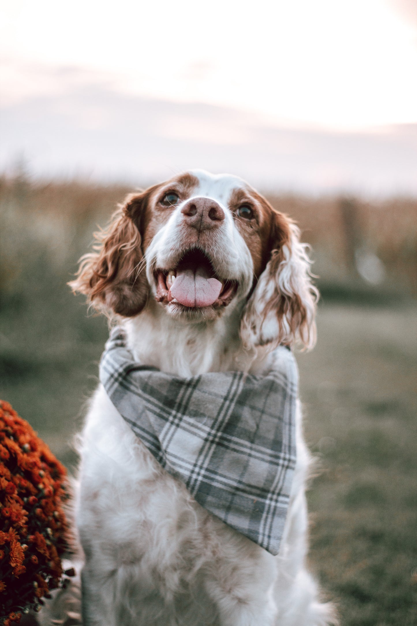 Fall Dog Bandanas